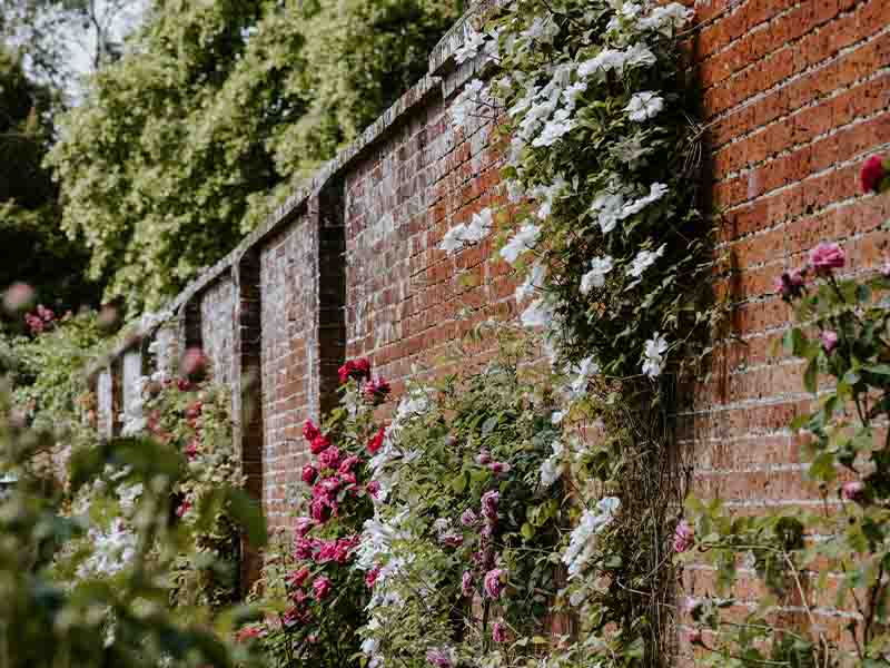 Plants and roses growing on brick wall.