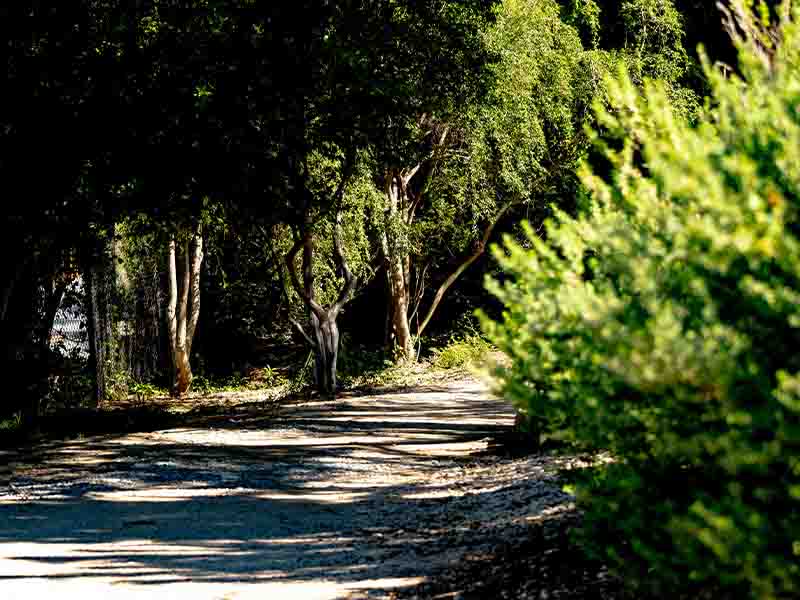 Stone path shaded with trees and foliage.