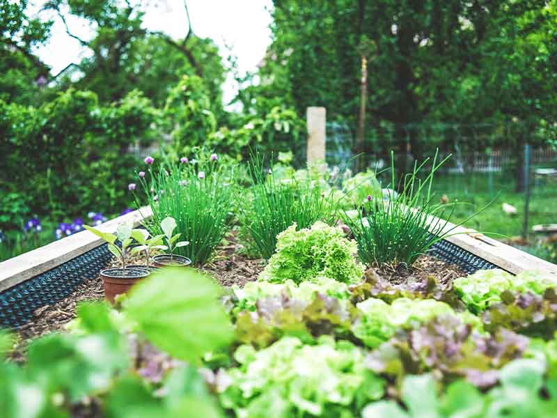 Raised garden bed in back yard.