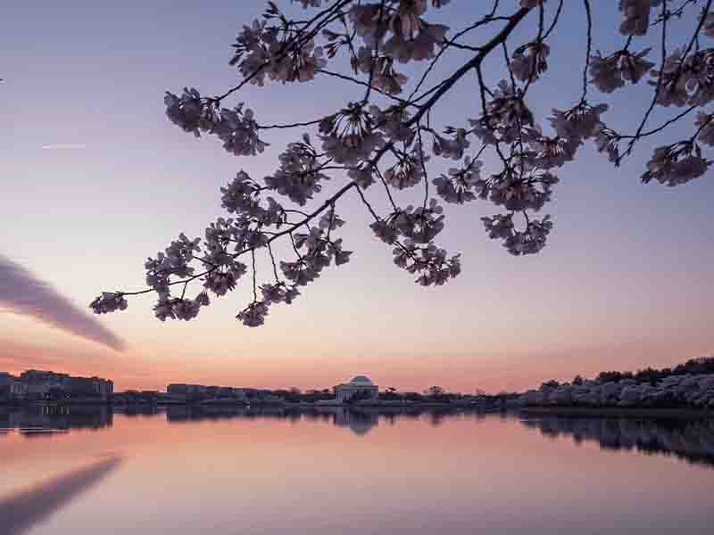Lake and cherry blossoms at dusk