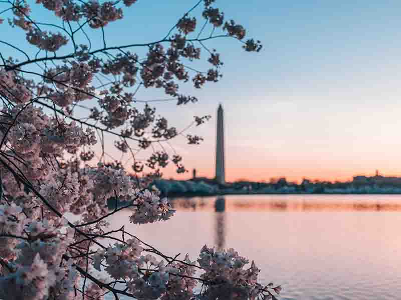 cherry blossom viewing in the Tidal Basin