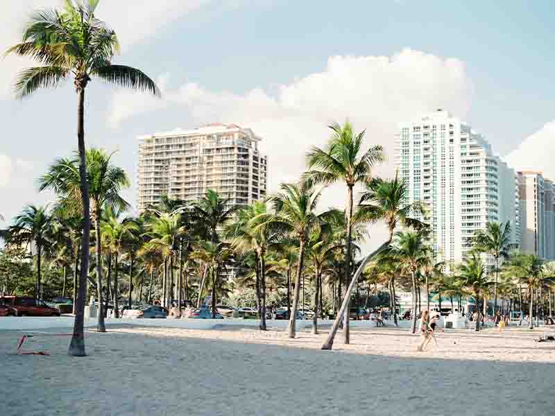 Palm trees on miami beach