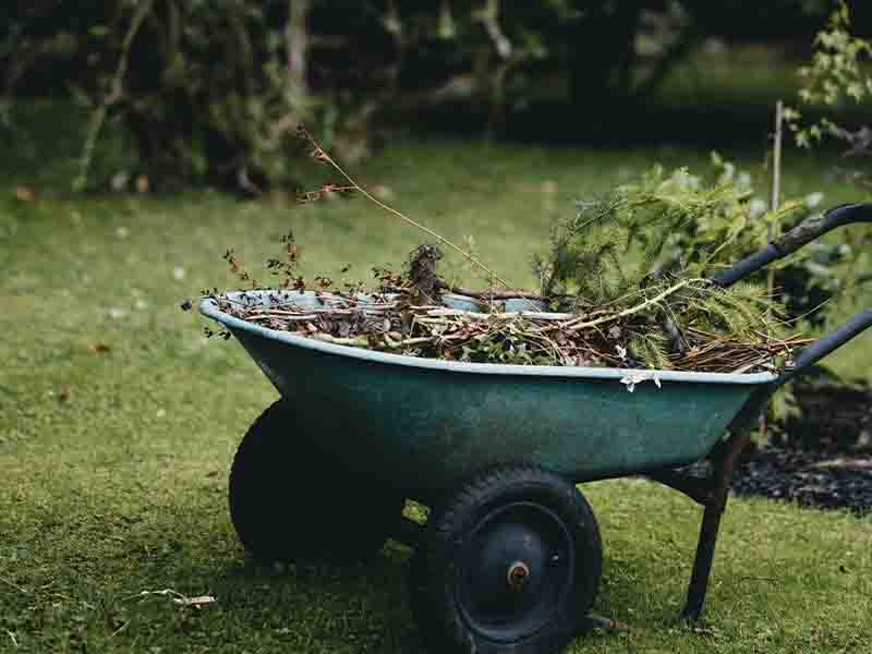Wheelbarrow with weeds and plants inside