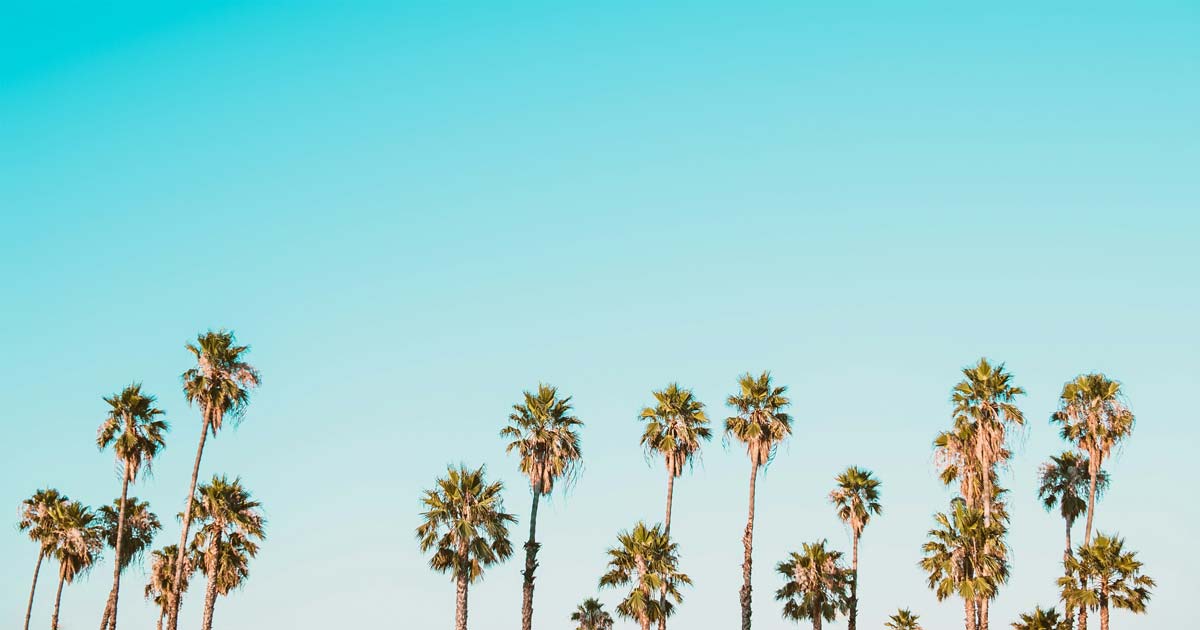 Palm trees and blue sky