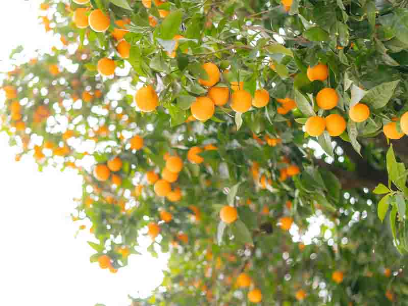 Oranges in Sacramento
