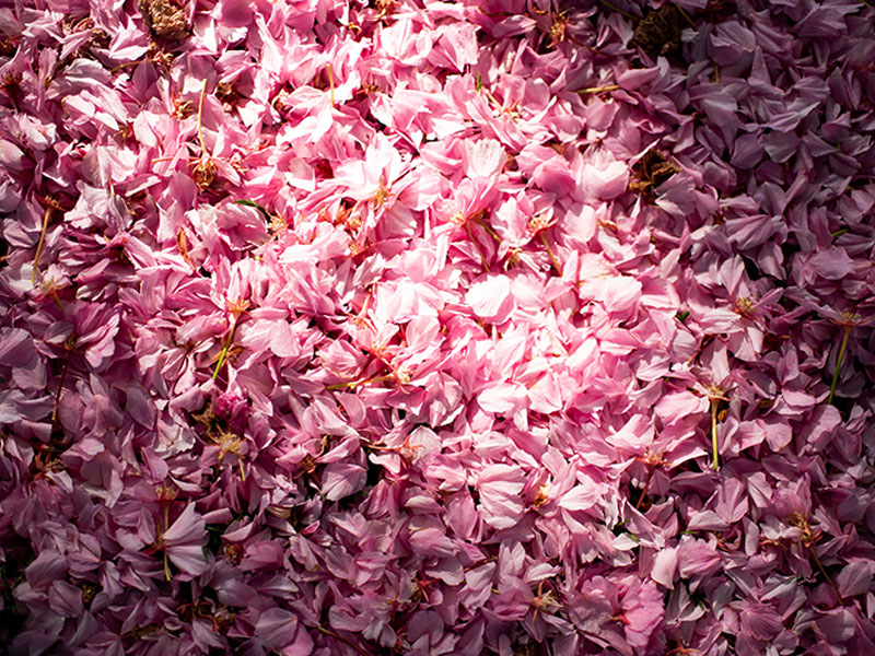 pink flower petals on the ground