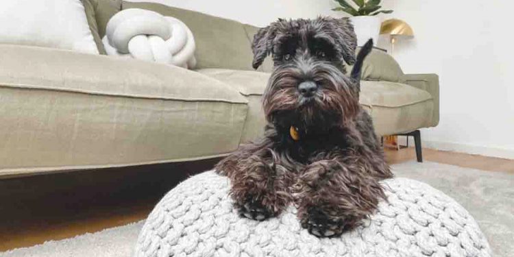 Dog in living room