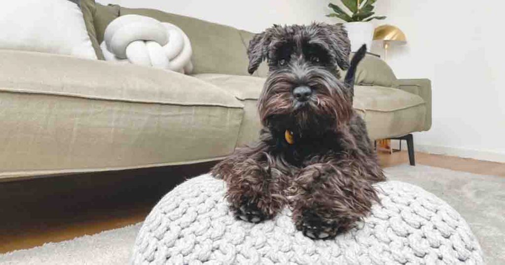Dog in living room
