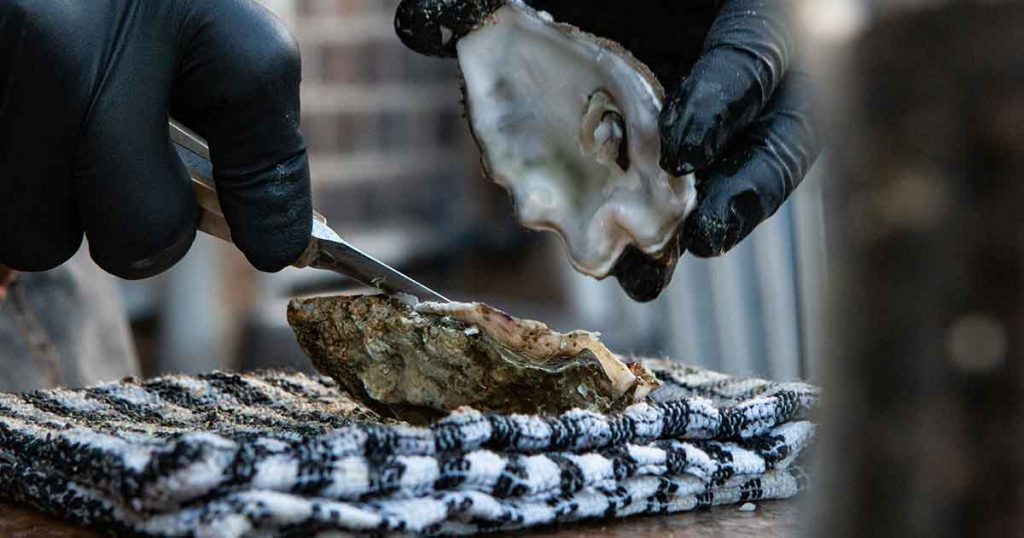 Oysters