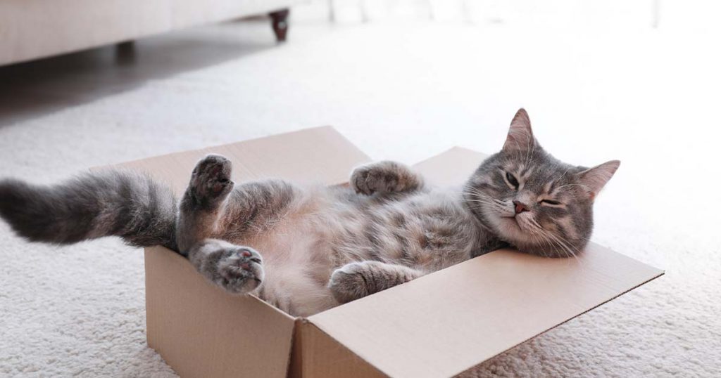 a cat in a box