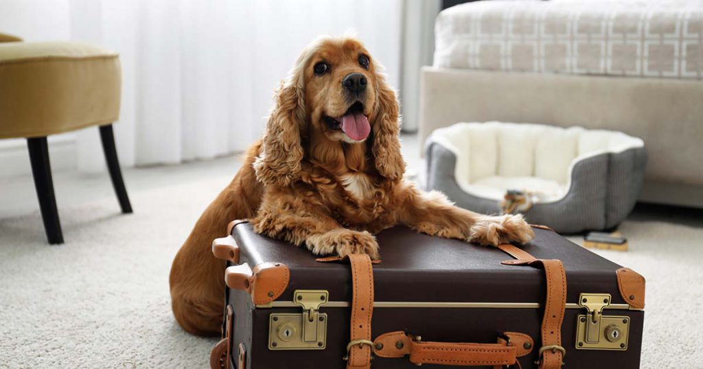 a dogs sitting on a suitcase