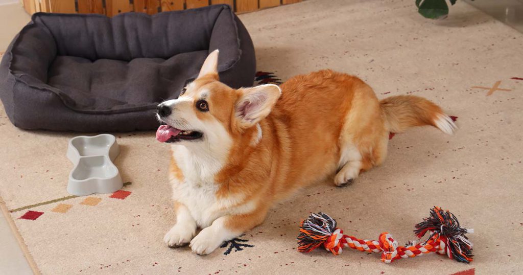 a dog sitting on the floor next to his toys