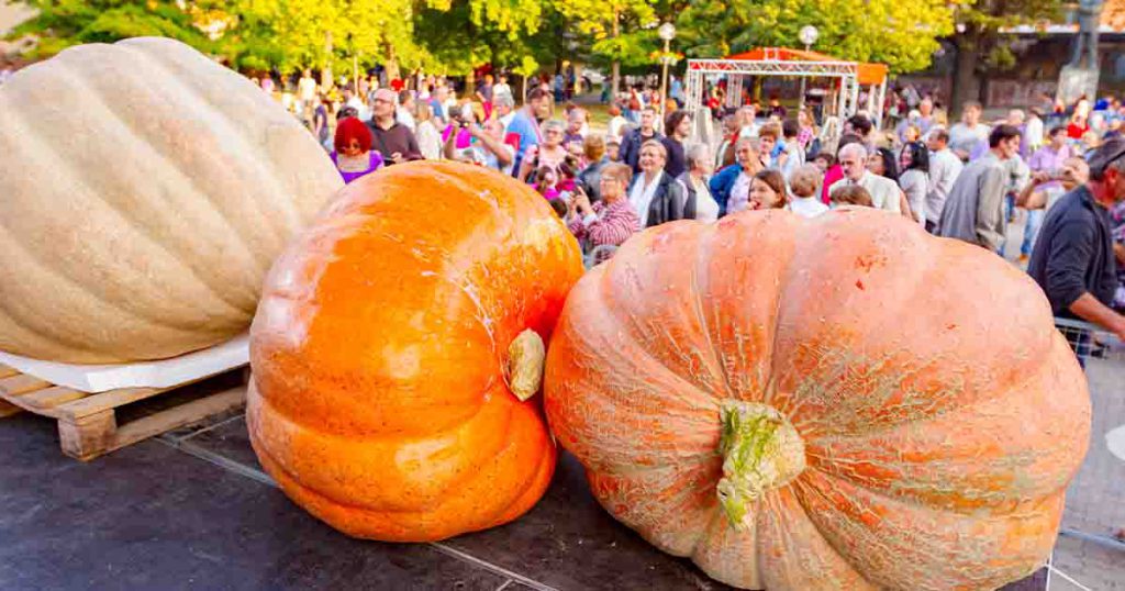 Pumpkins