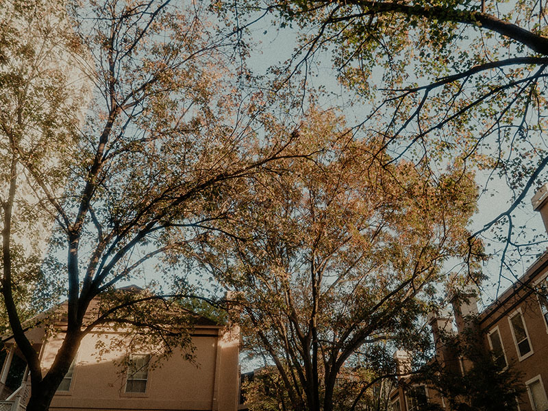 Atlanta neighborhood skyline and trees