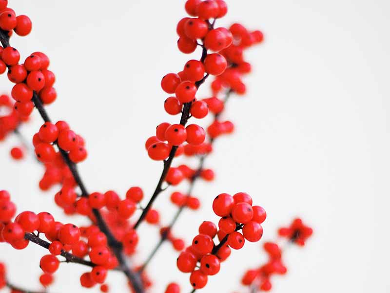 Red Berry Sprigs